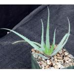 Aloe parvula 4-inch pots